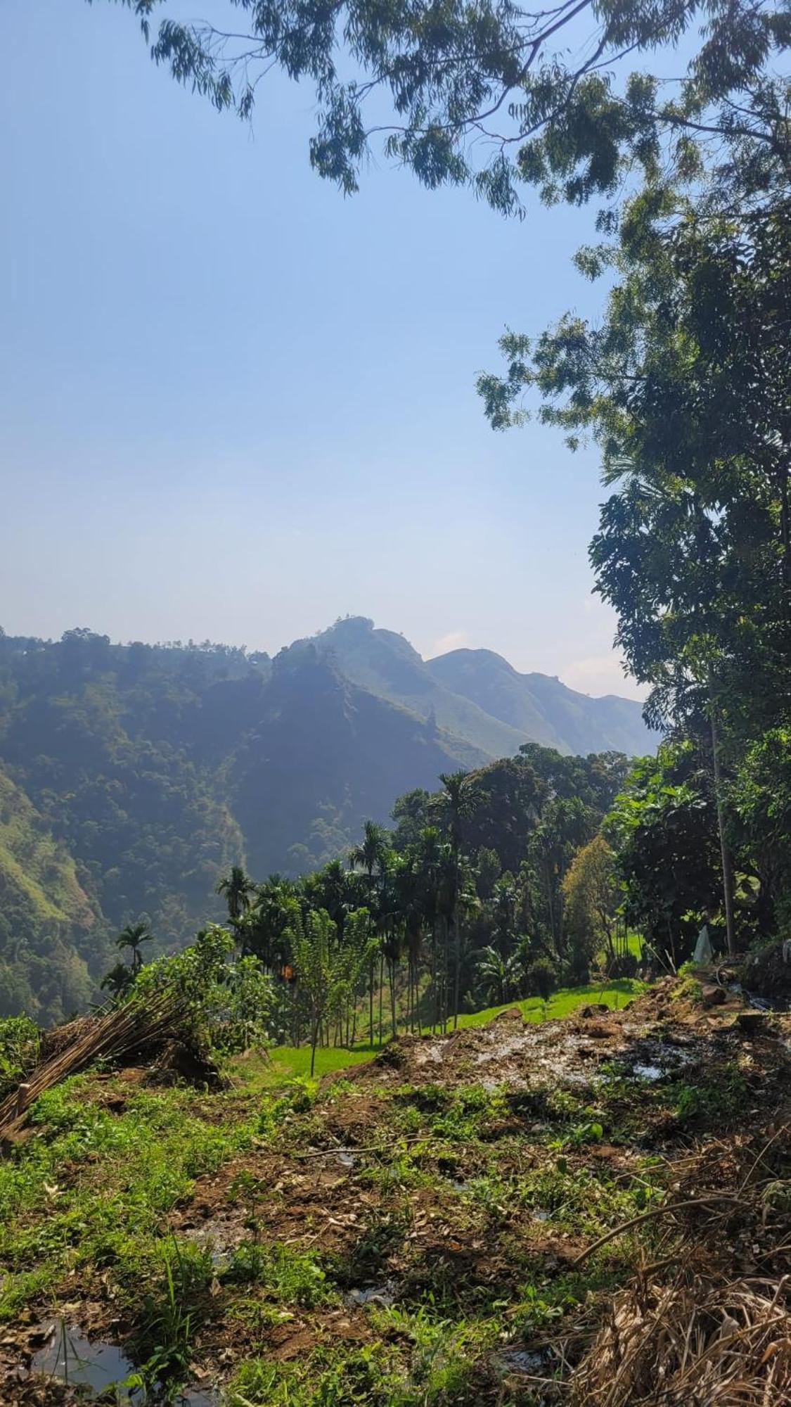 Forest Rawana