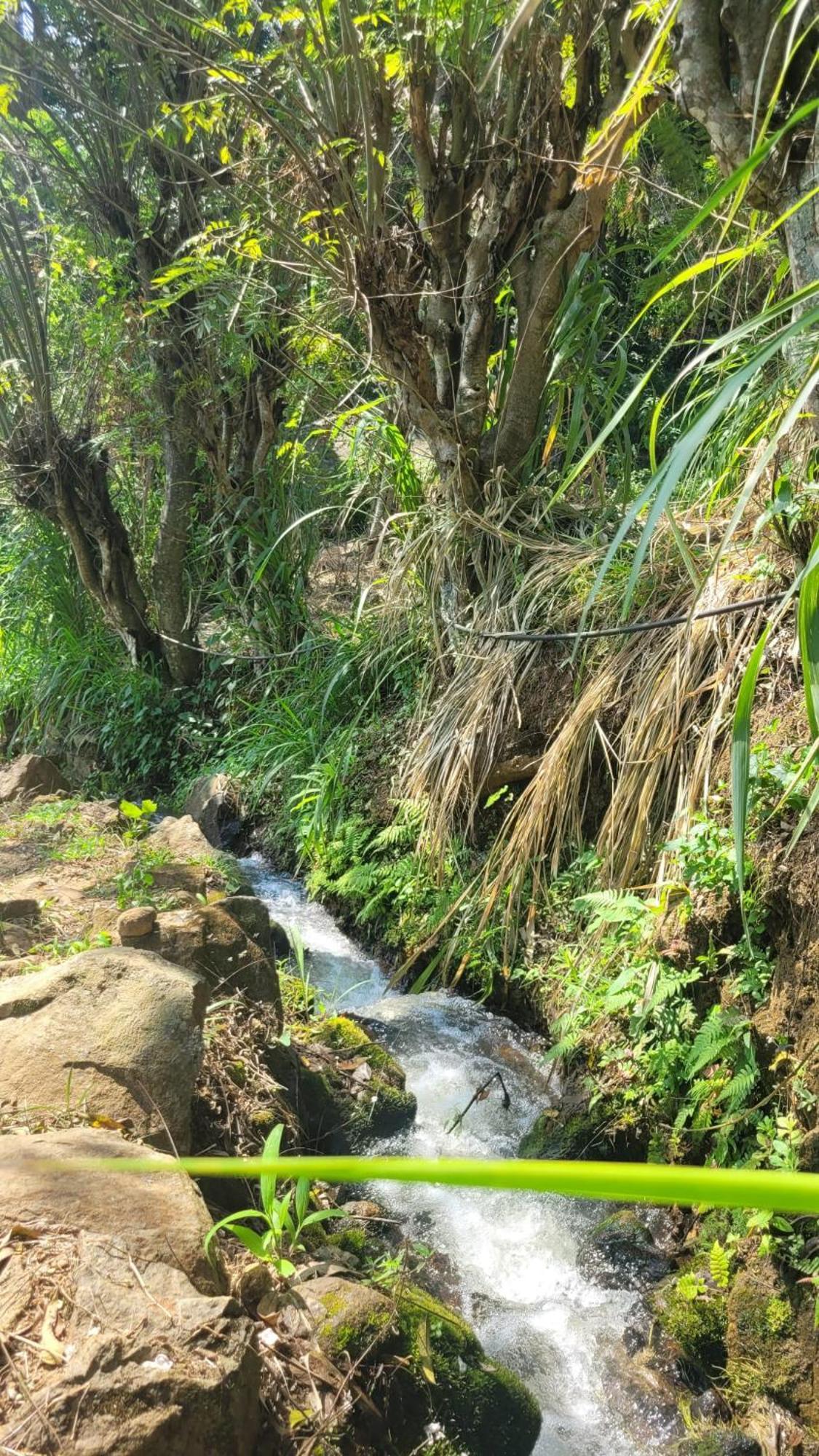 Forest Rawana Ella